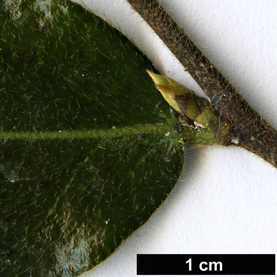 High resolution image: Family: Ebenaceae - Genus: Diospyros - Taxon: whyteana High resolution image: Family: Ebenaceae - Genus: Diospyros - Taxon: whyteana