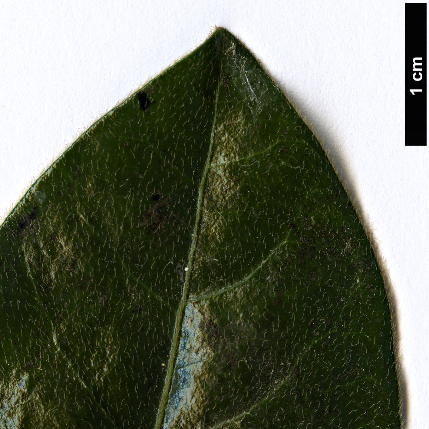 High resolution image: Family: Ebenaceae - Genus: Diospyros - Taxon: whyteana High resolution image: Family: Ebenaceae - Genus: Diospyros - Taxon: whyteana