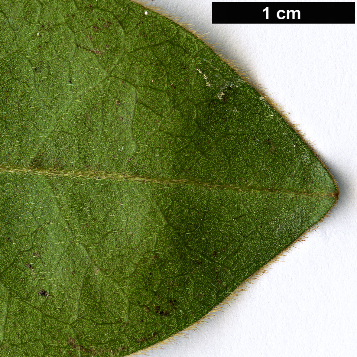 High resolution image: Family: Ebenaceae - Genus: Diospyros - Taxon: whyteana High resolution image: Family: Ebenaceae - Genus: Diospyros - Taxon: whyteana