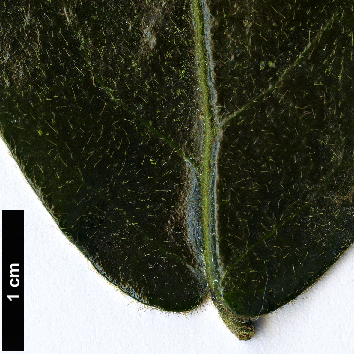 High resolution image: Family: Ebenaceae - Genus: Diospyros - Taxon: whyteana High resolution image: Family: Ebenaceae - Genus: Diospyros - Taxon: whyteana