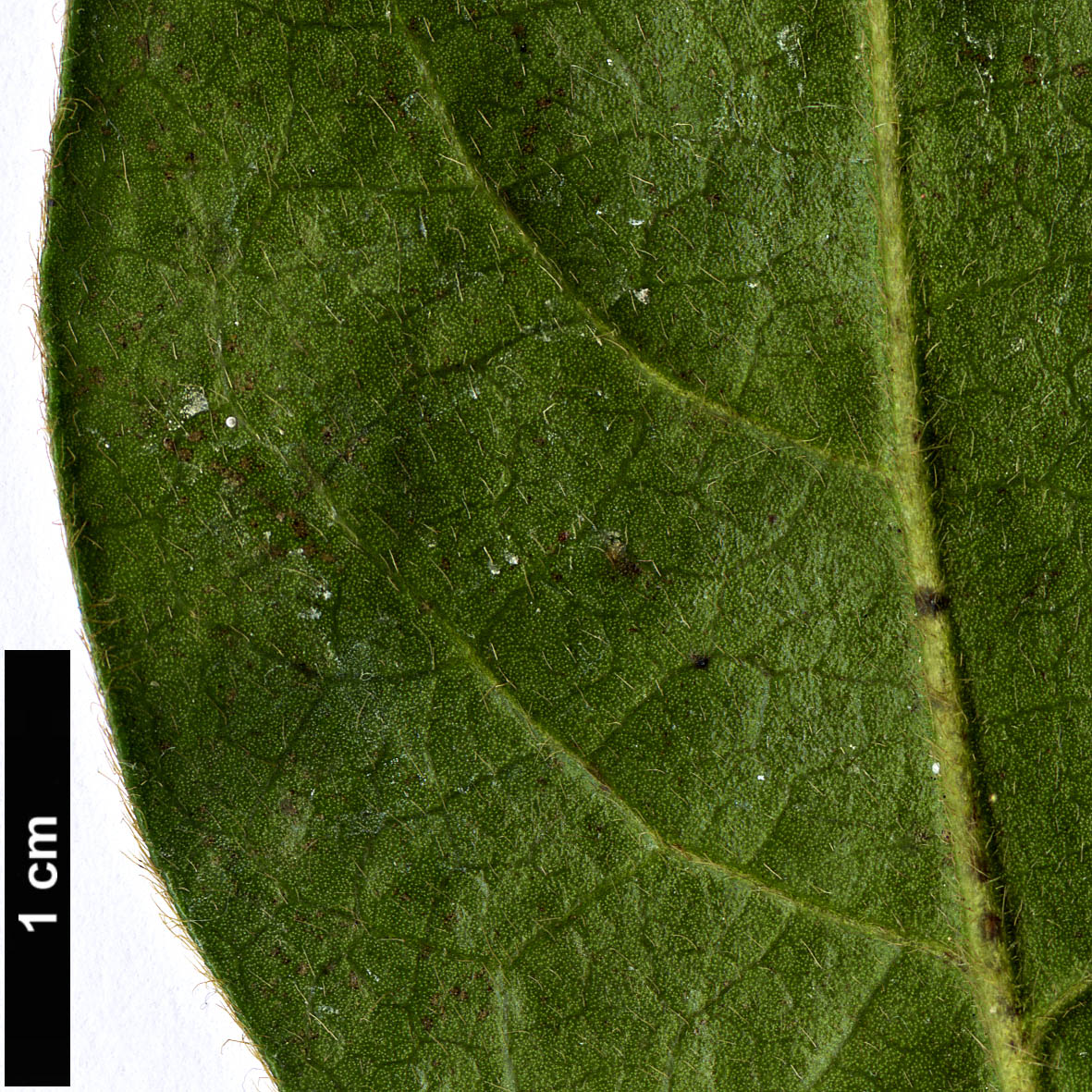 High resolution image: Family: Ebenaceae - Genus: Diospyros - Taxon: whyteana High resolution image: Family: Ebenaceae - Genus: Diospyros - Taxon: whyteana