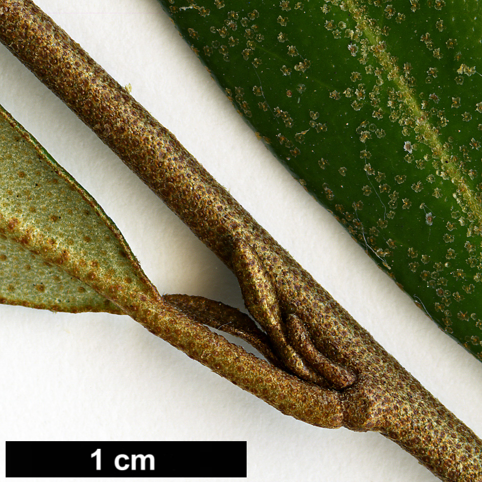 High resolution image: Family: Elaeagnaceae - Genus: Elaeagnus - Taxon: bockii High resolution image: Family: Elaeagnaceae - Genus: Elaeagnus - Taxon: bockii