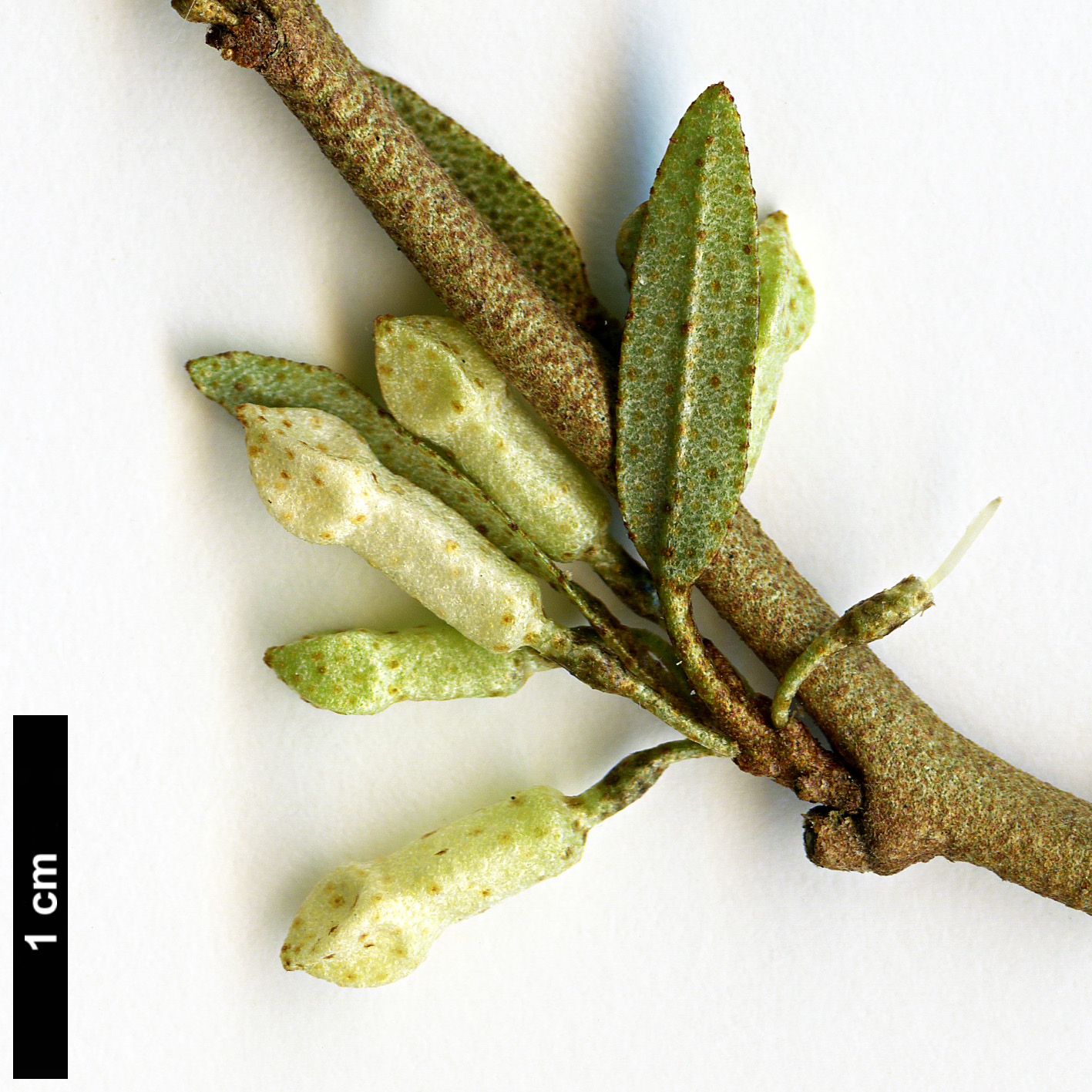 High resolution image: Family: Elaeagnaceae - Genus: Elaeagnus - Taxon: bockii High resolution image: Family: Elaeagnaceae - Genus: Elaeagnus - Taxon: bockii