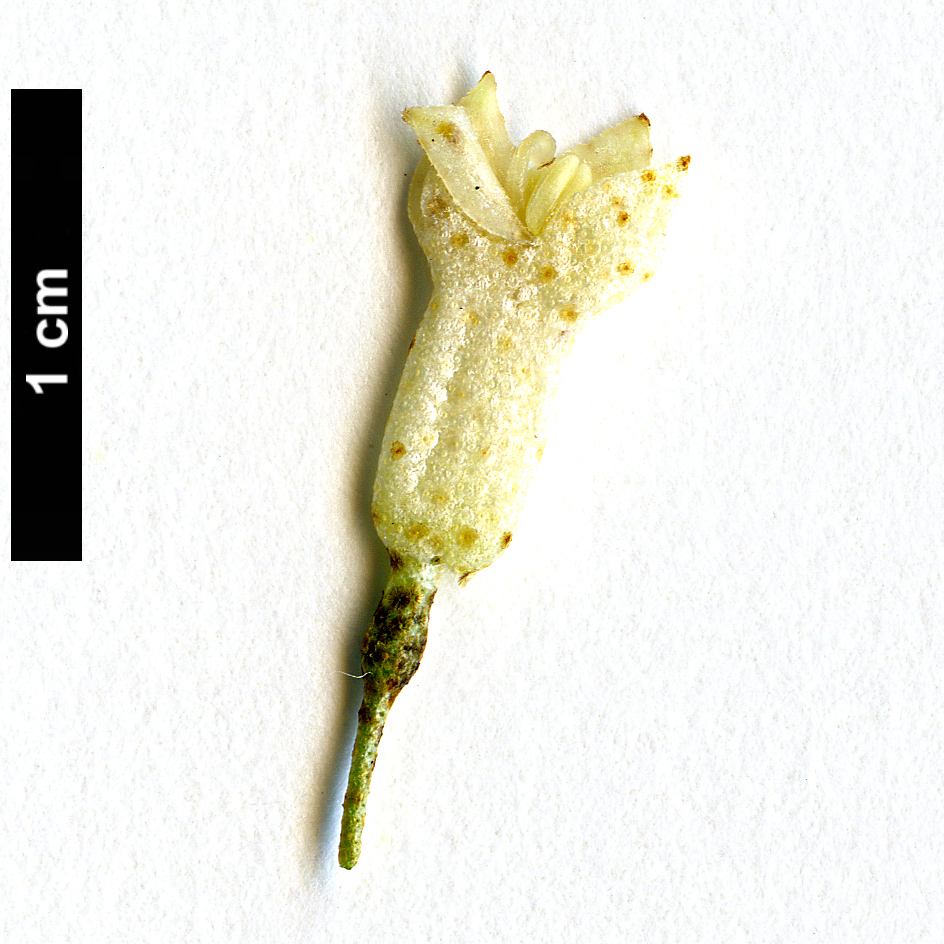 High resolution image: Family: Elaeagnaceae - Genus: Elaeagnus - Taxon: bockii High resolution image: Family: Elaeagnaceae - Genus: Elaeagnus - Taxon: bockii