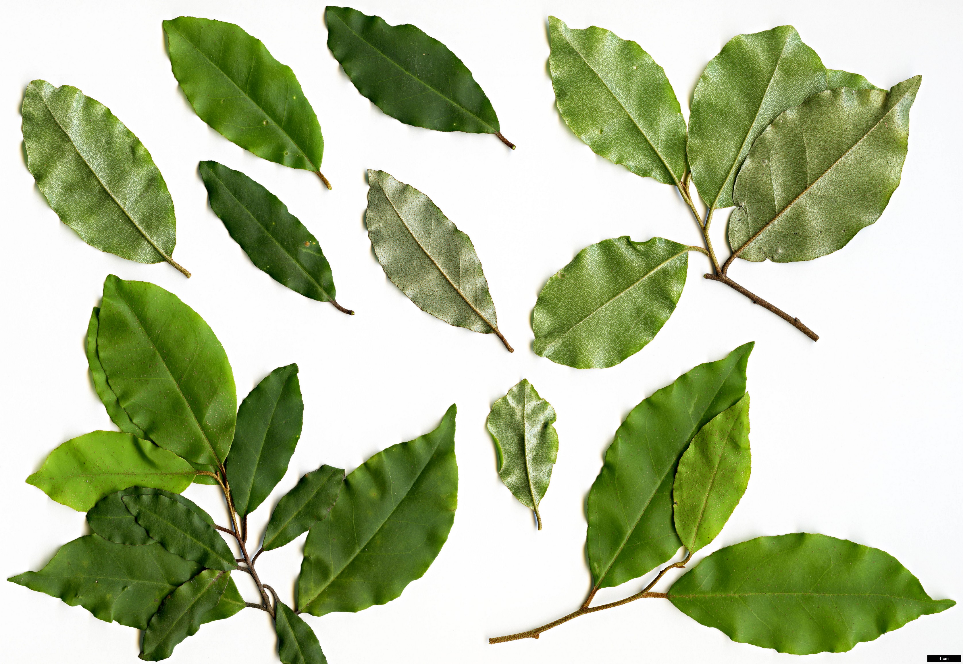 High resolution image: Family: Elaeagnaceae - Genus: Elaeagnus - Taxon: glabra High resolution image: Family: Elaeagnaceae - Genus: Elaeagnus - Taxon: glabra