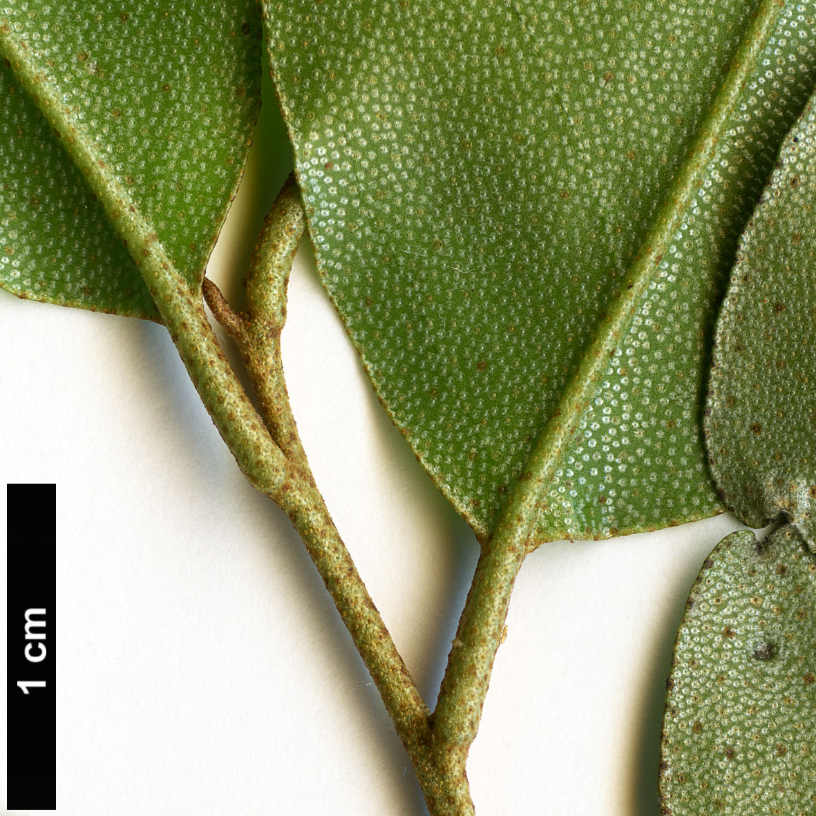 High resolution image: Family: Elaeagnaceae - Genus: Elaeagnus - Taxon: glabra High resolution image: Family: Elaeagnaceae - Genus: Elaeagnus - Taxon: glabra