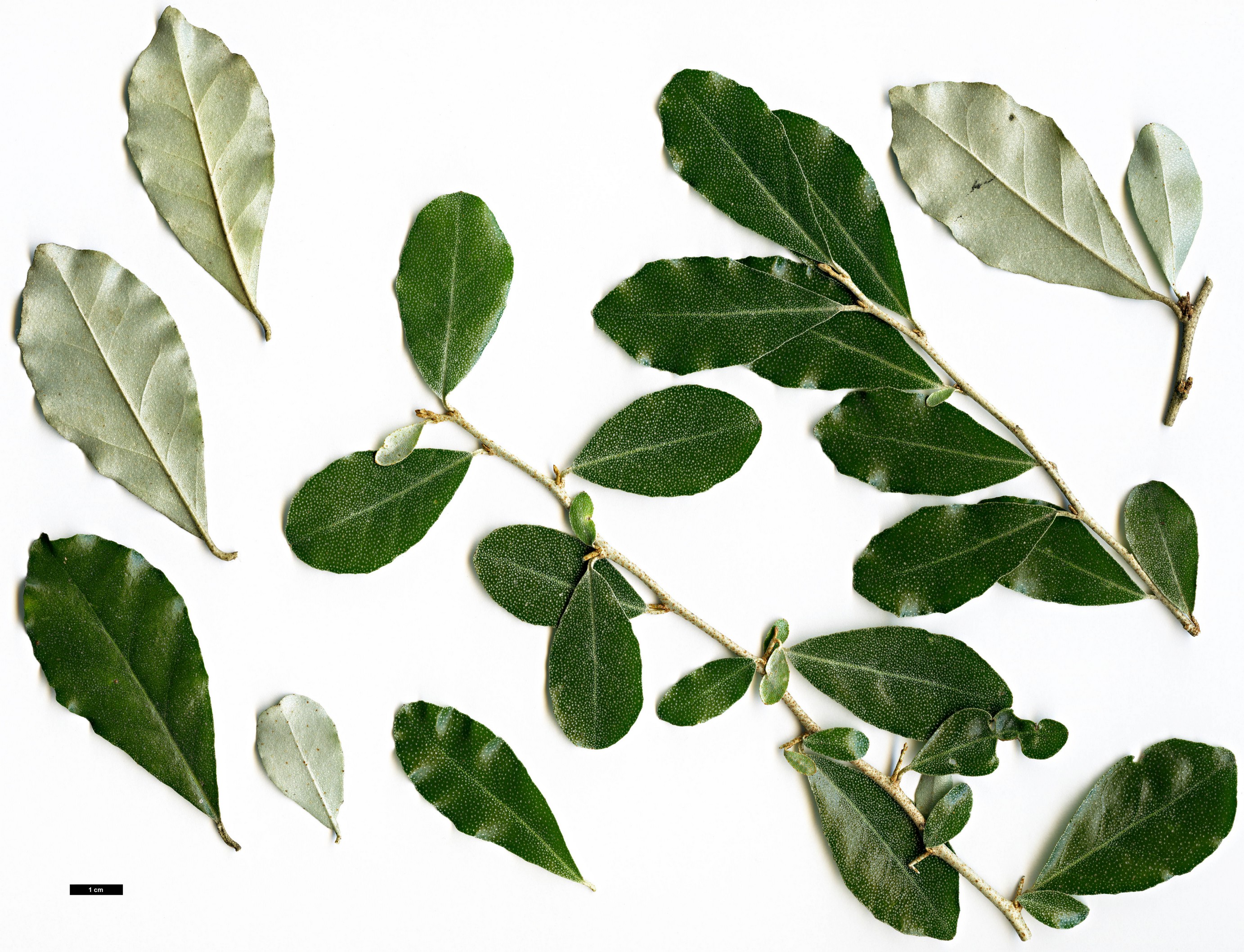 High resolution image: Family: Elaeagnaceae - Genus: Elaeagnus - Taxon: oldhamii High resolution image: Family: Elaeagnaceae - Genus: Elaeagnus - Taxon: oldhamii