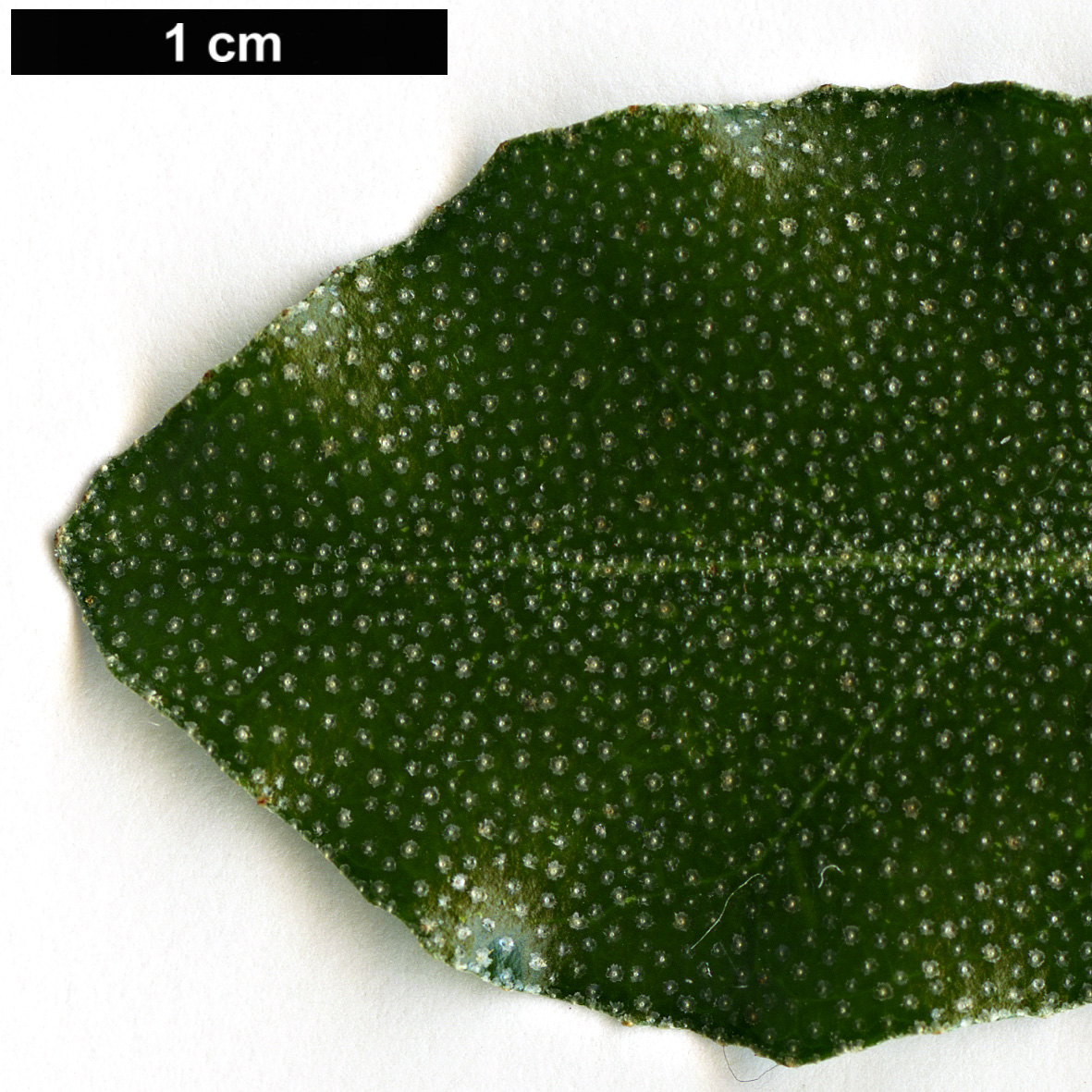 High resolution image: Family: Elaeagnaceae - Genus: Elaeagnus - Taxon: oldhamii High resolution image: Family: Elaeagnaceae - Genus: Elaeagnus - Taxon: oldhamii