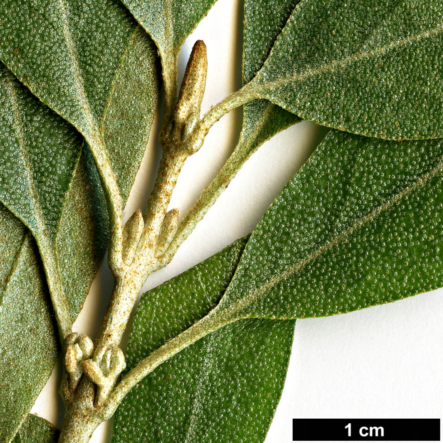 High resolution image: Family: Elaeagnaceae - Genus: Shepherdia - Taxon: argentea High resolution image: Family: Elaeagnaceae - Genus: Shepherdia - Taxon: argentea