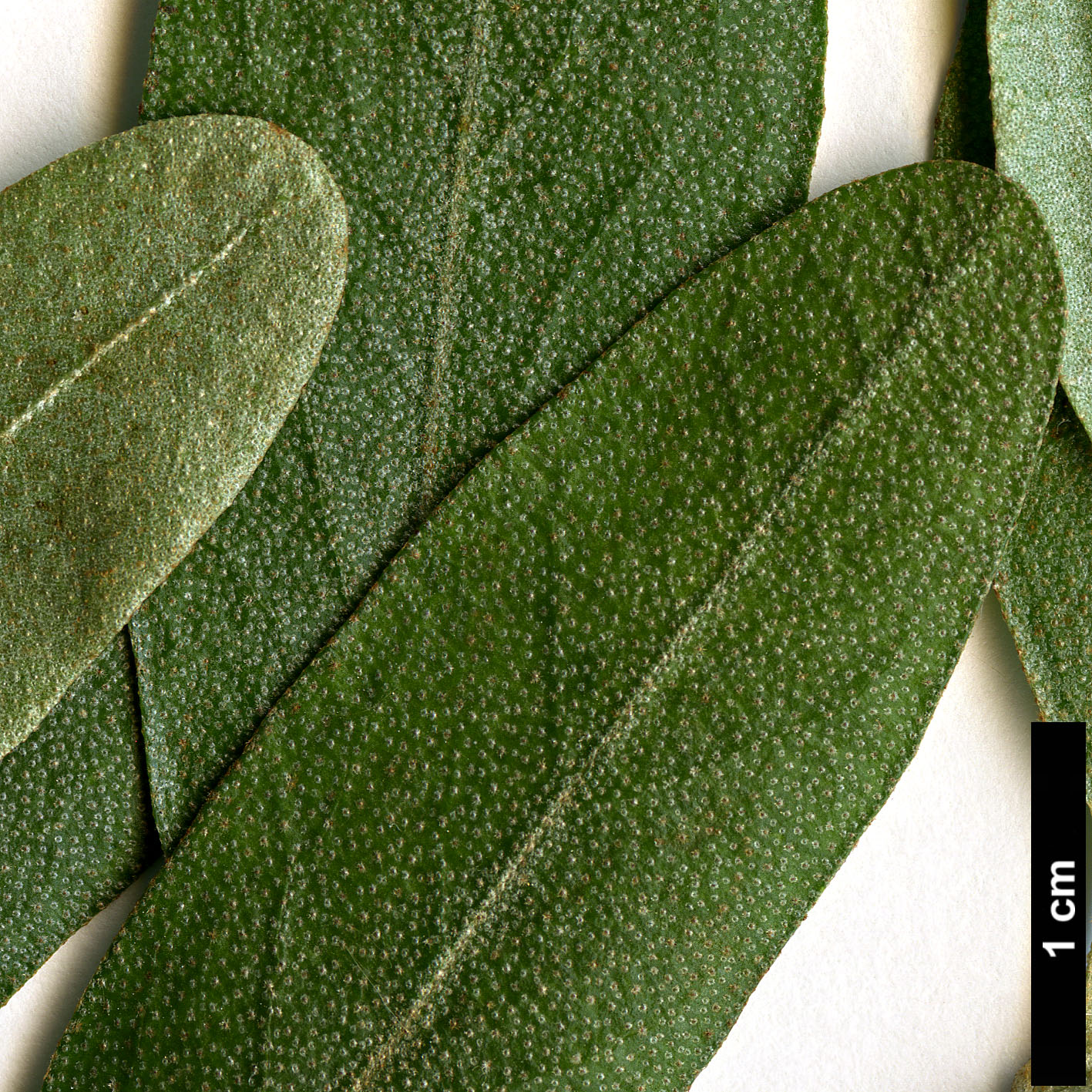 High resolution image: Family: Elaeagnaceae - Genus: Shepherdia - Taxon: argentea High resolution image: Family: Elaeagnaceae - Genus: Shepherdia - Taxon: argentea