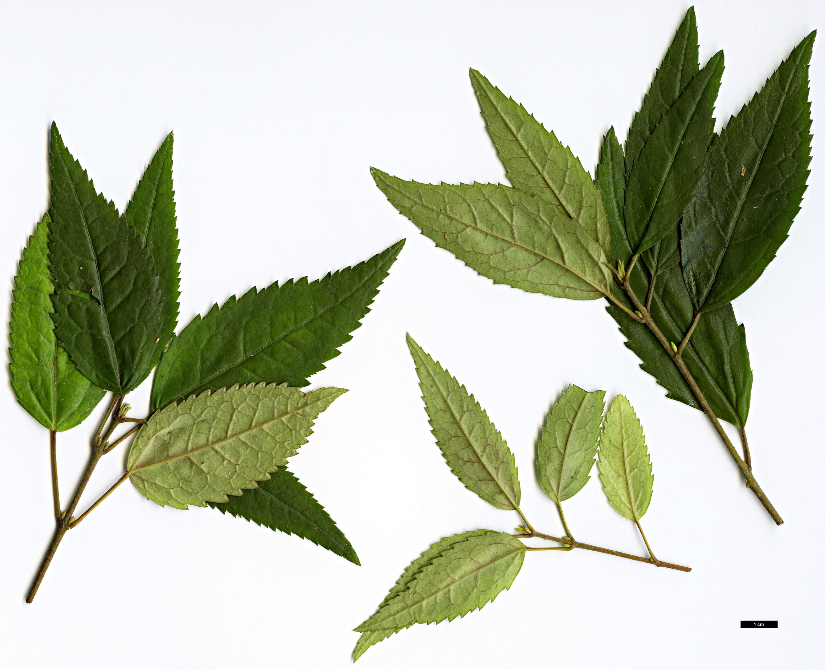 High resolution image: Family: Elaeocarpaceae - Genus: Aristotelia - Taxon: peduncularis