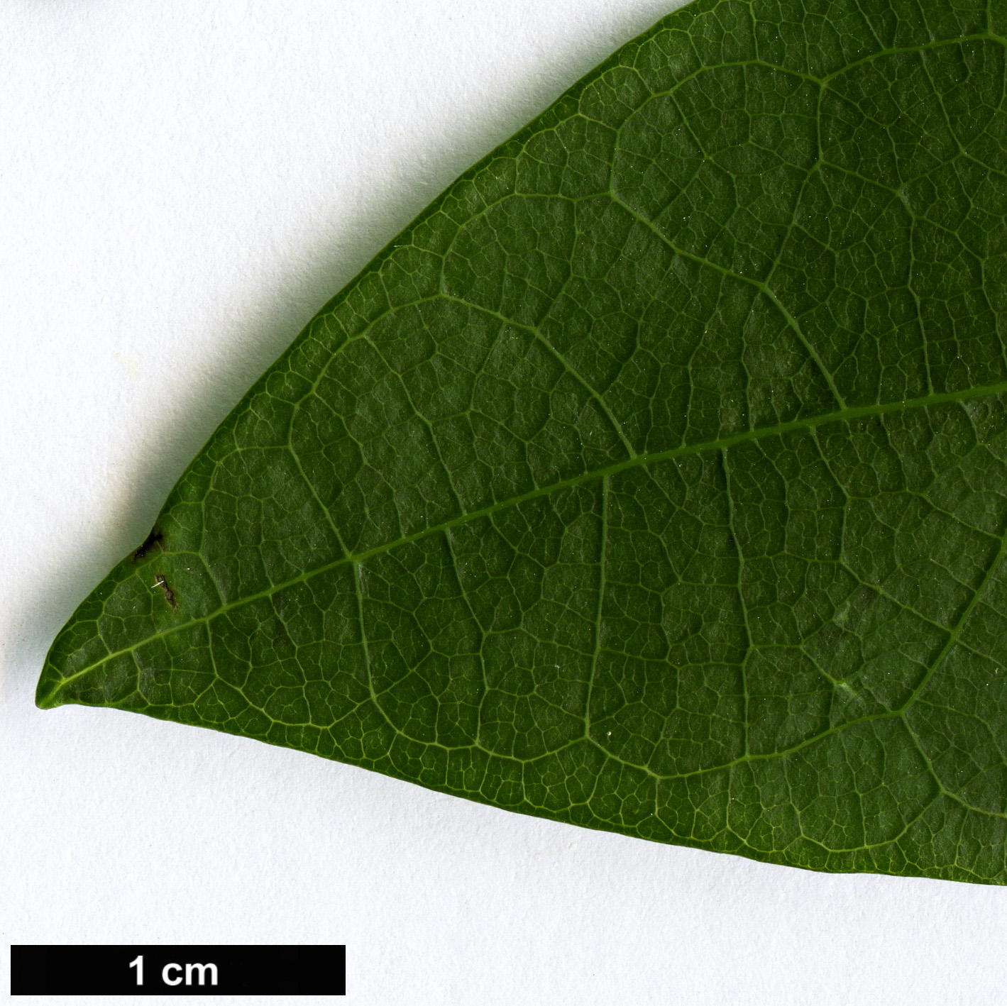 High resolution image: Family: Elaeocarpaceae - Genus: Vallea - Taxon: stipularis High resolution image: Family: Elaeocarpaceae - Genus: Vallea - Taxon: stipularis