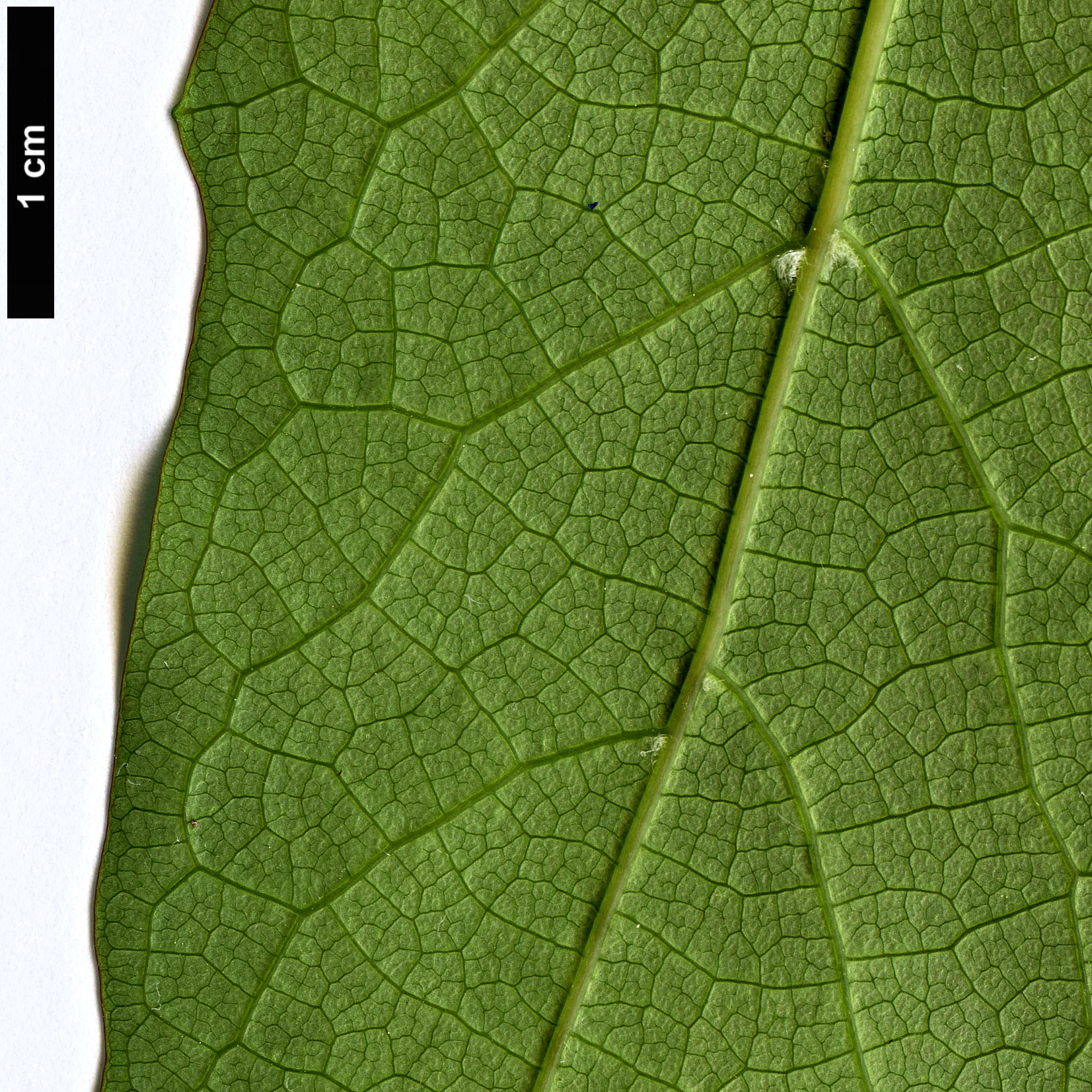 High resolution image: Family: Elaeocarpaceae - Genus: Vallea - Taxon: stipularis High resolution image: Family: Elaeocarpaceae - Genus: Vallea - Taxon: stipularis