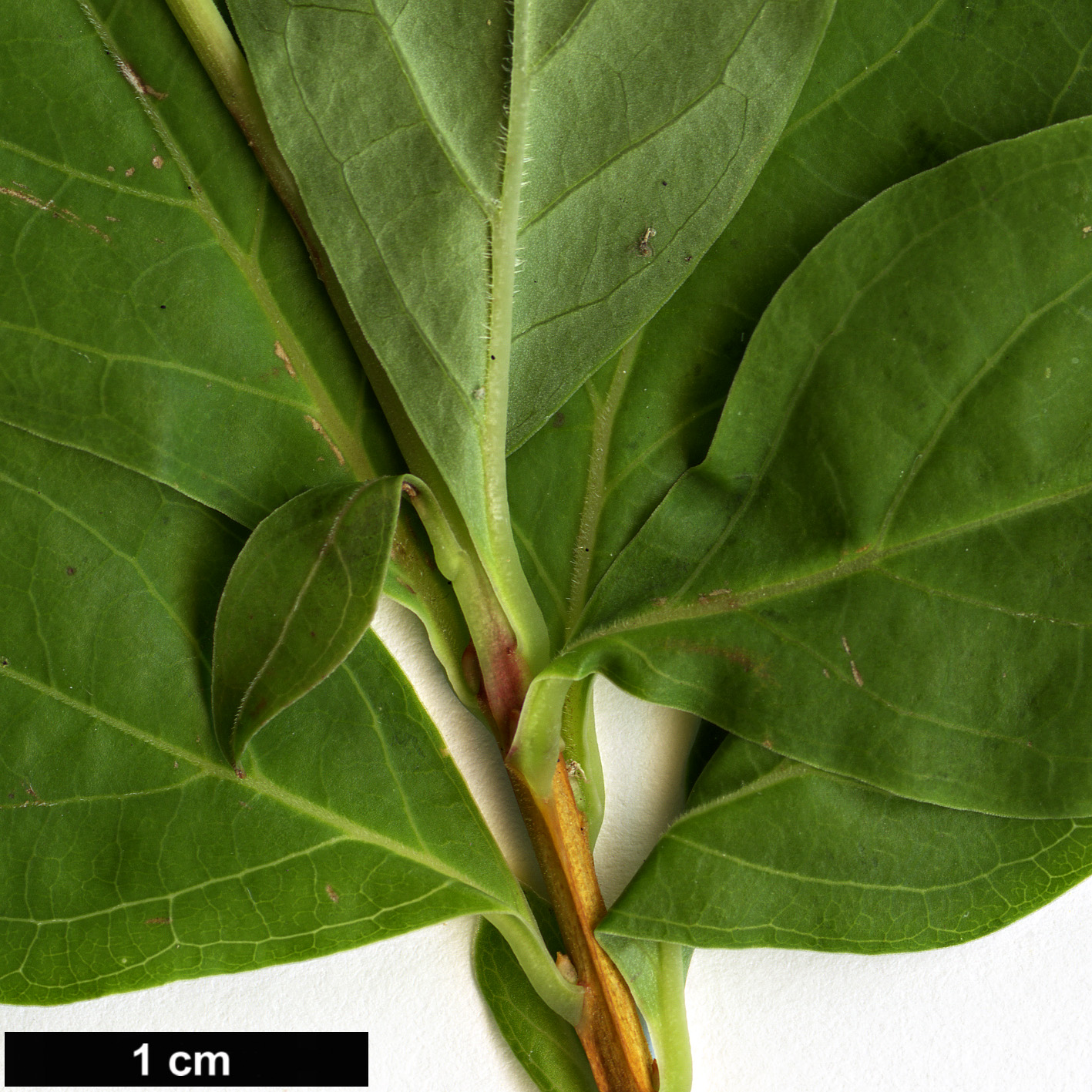 High resolution image: Family: Ericaceae - Genus: Ellliottia - Taxon: paniculata High resolution image: Family: Ericaceae - Genus: Ellliottia - Taxon: paniculata