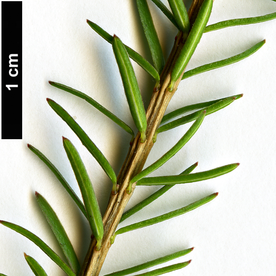 High resolution image: Family: Ericaceae - Genus: Erica - Taxon: carnea High resolution image: Family: Ericaceae - Genus: Erica - Taxon: carnea