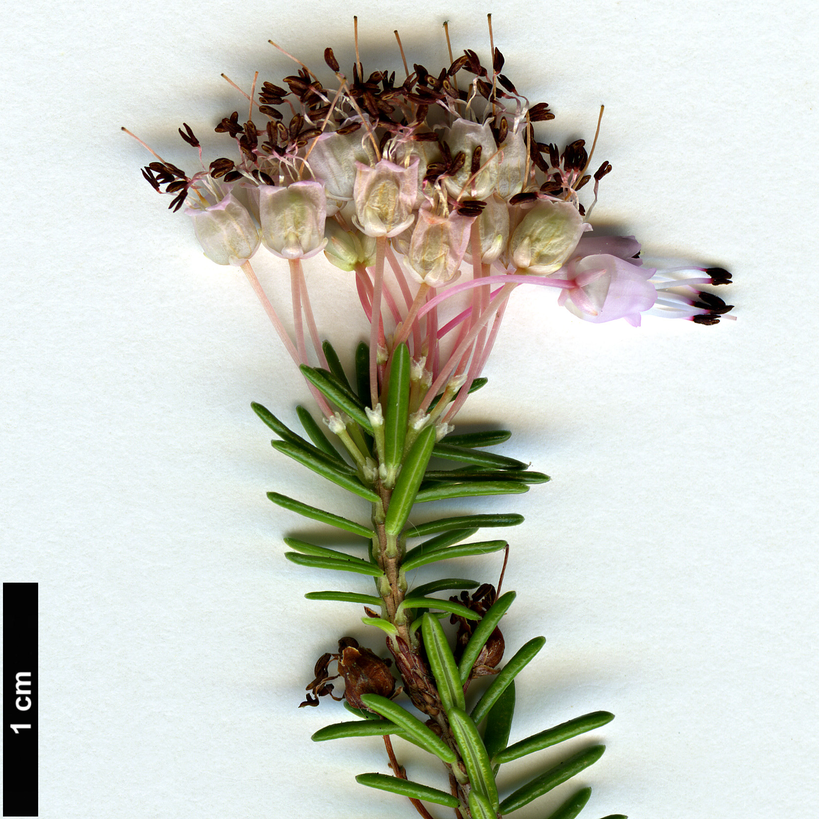 High resolution image: Family: Ericaceae - Genus: Erica - Taxon: multiflora