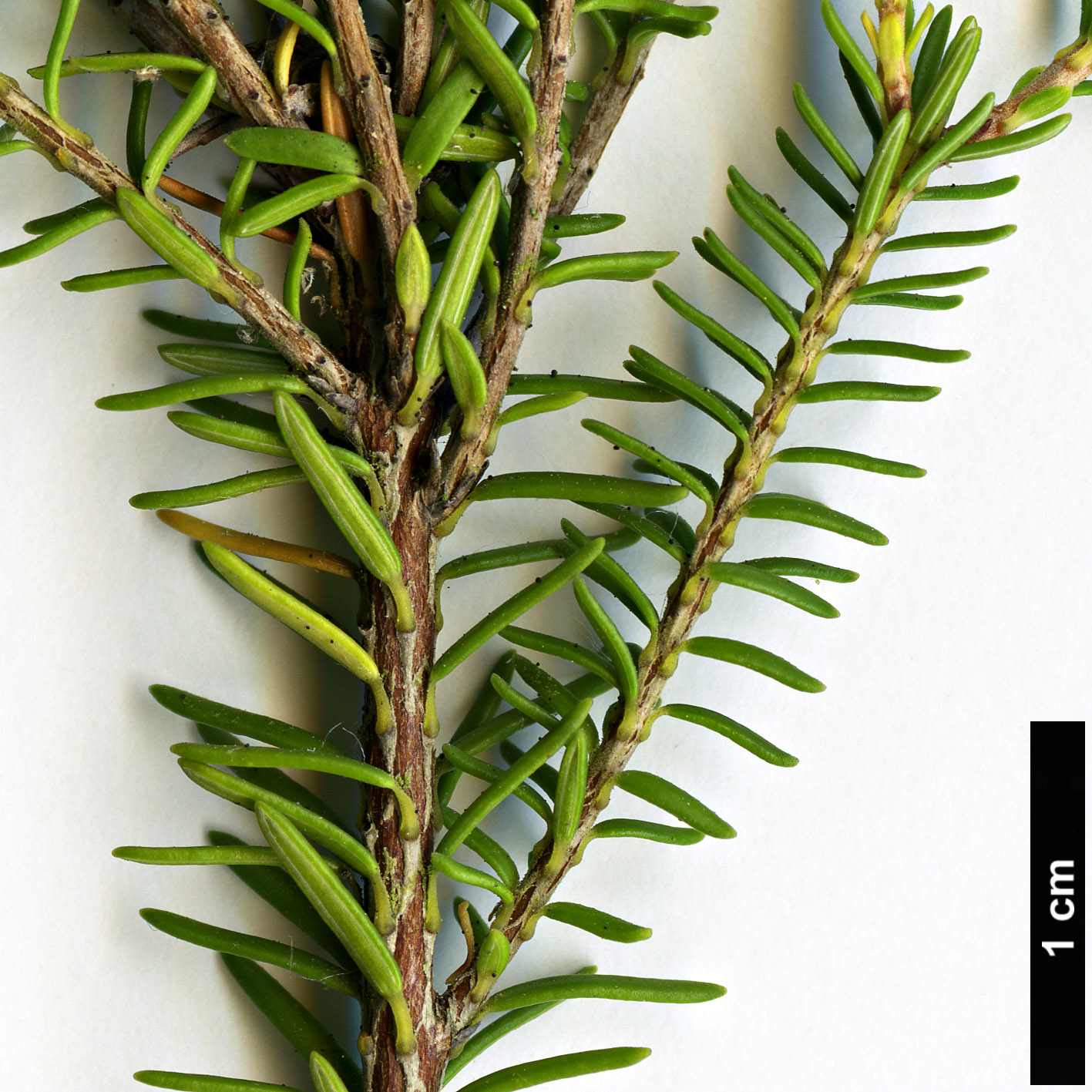 High resolution image: Family: Ericaceae - Genus: Erica - Taxon: terminalis