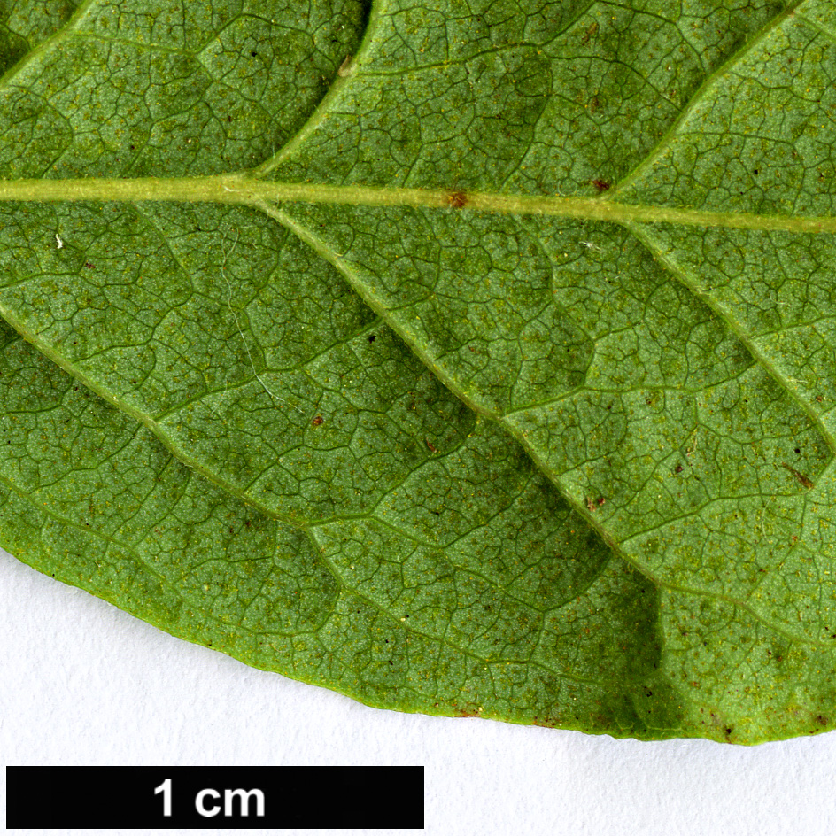 High resolution image: Family: Ericaceae - Genus: Gaylussacia - Taxon: baccata