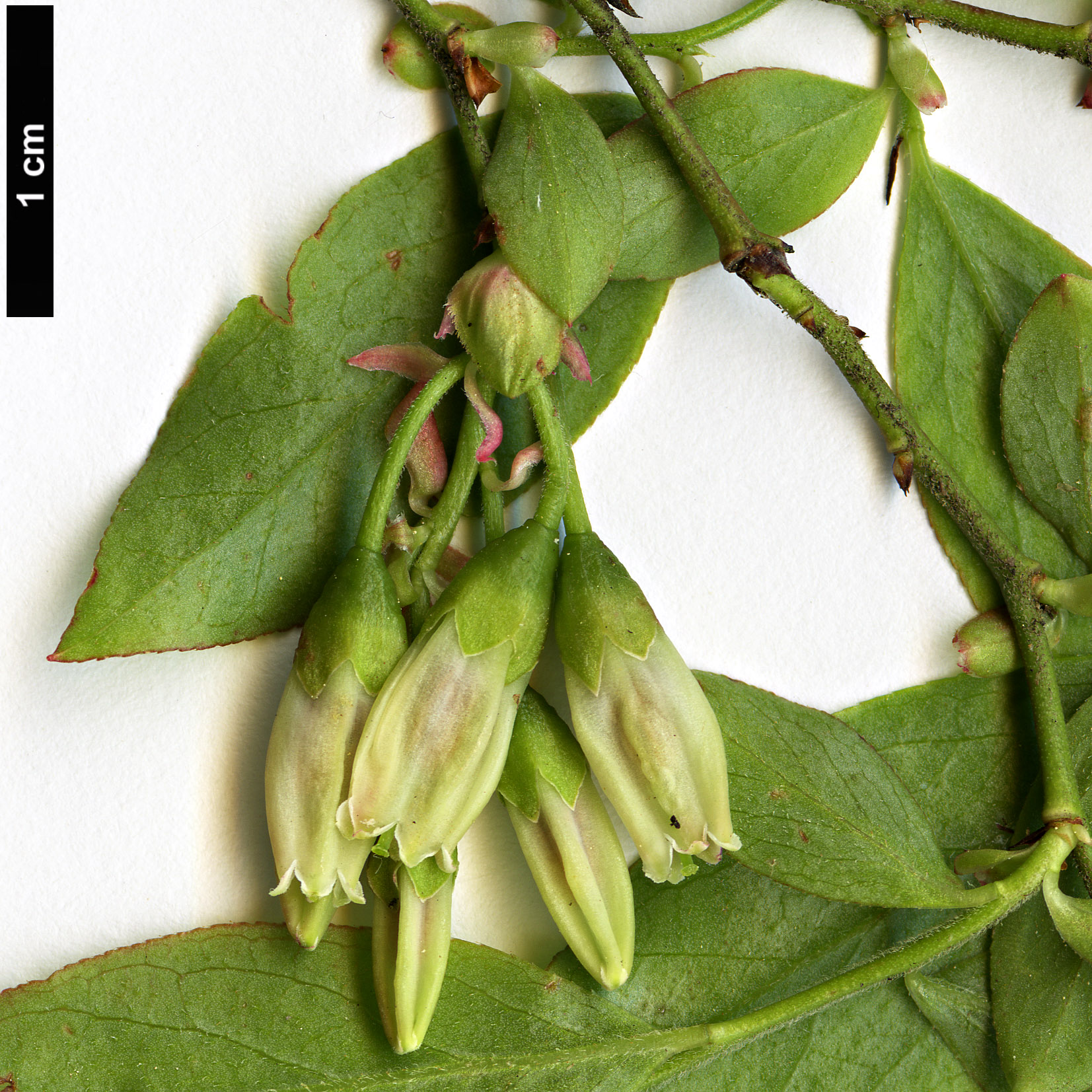 High resolution image: Family: Ericaceae - Genus: Gaylussacia - Taxon: ursina