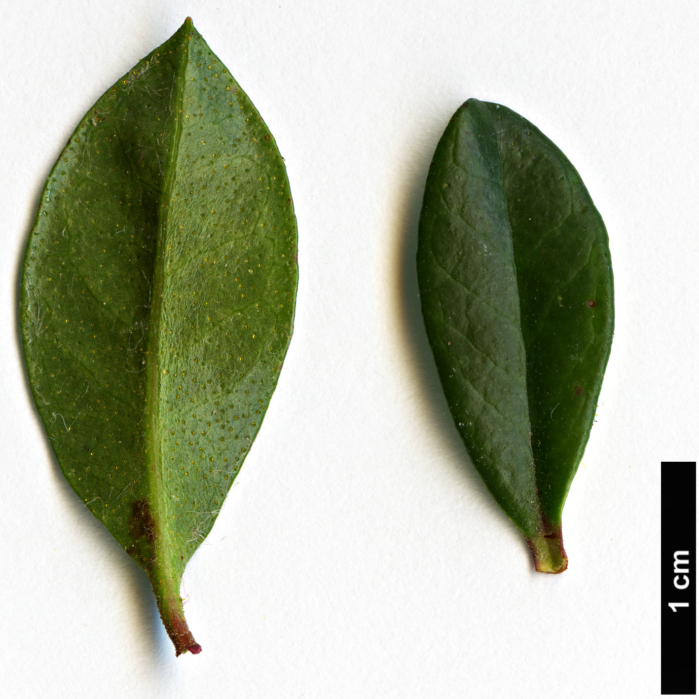High resolution image: Family: Ericaceae - Genus: Kalmiopsis - Taxon: leachiana High resolution image: Family: Ericaceae - Genus: Kalmiopsis - Taxon: leachiana