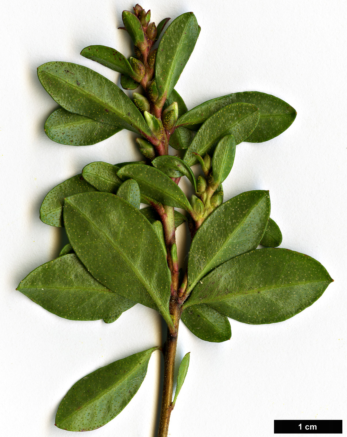 High resolution image: Family: Ericaceae - Genus: Kalmiopsis - Taxon: leachiana High resolution image: Family: Ericaceae - Genus: Kalmiopsis - Taxon: leachiana