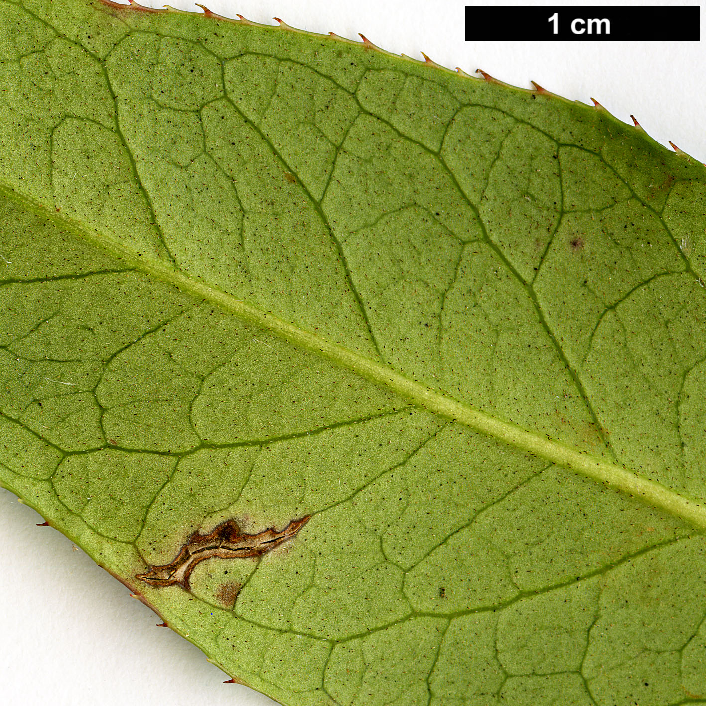 High resolution image: Family: Ericaceae - Genus: Leucothoë - Taxon: fontanesiana