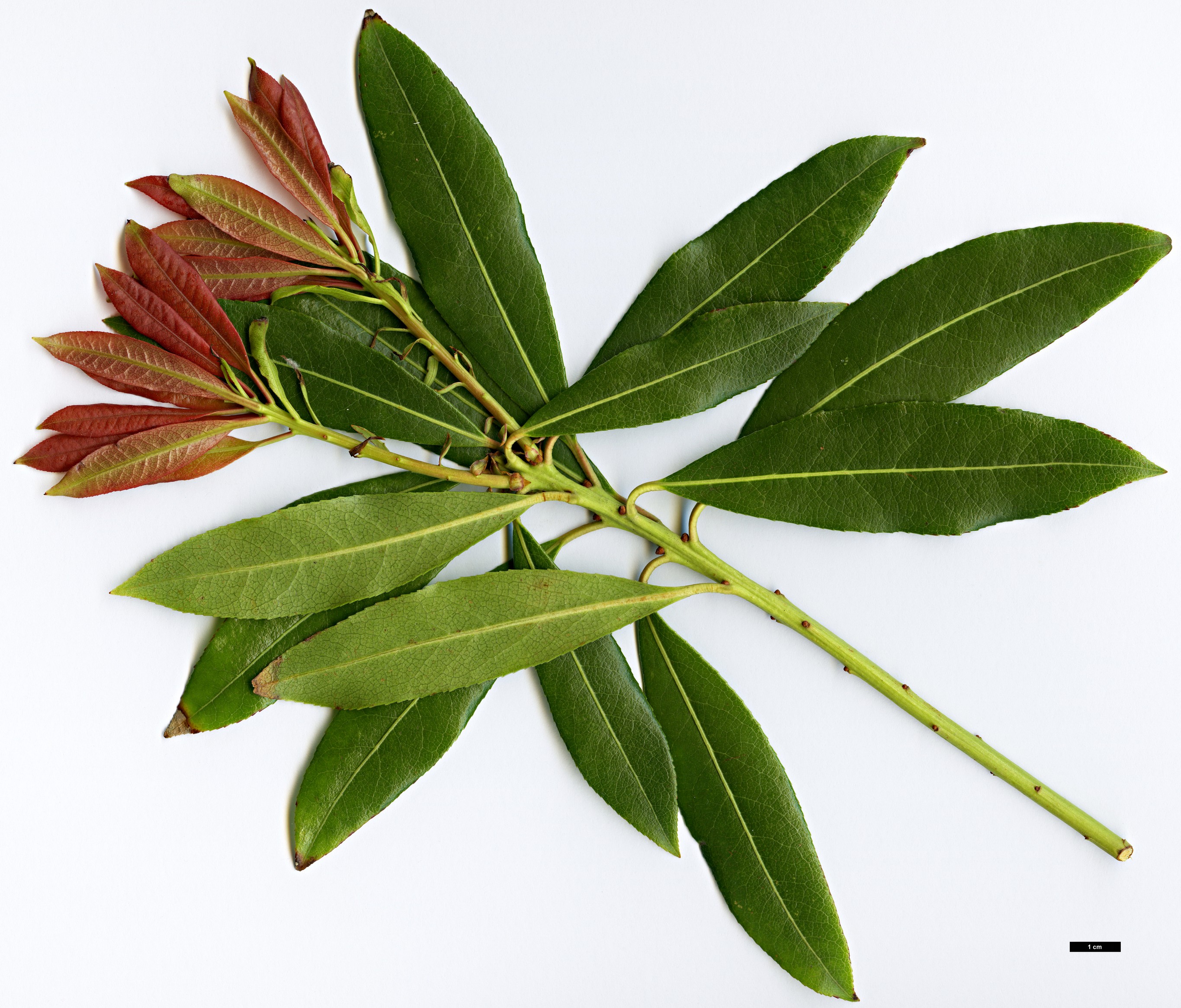 High resolution image: Family: Ericaceae - Genus: Pieris - Taxon: formosa High resolution image: Family: Ericaceae - Genus: Pieris - Taxon: formosa