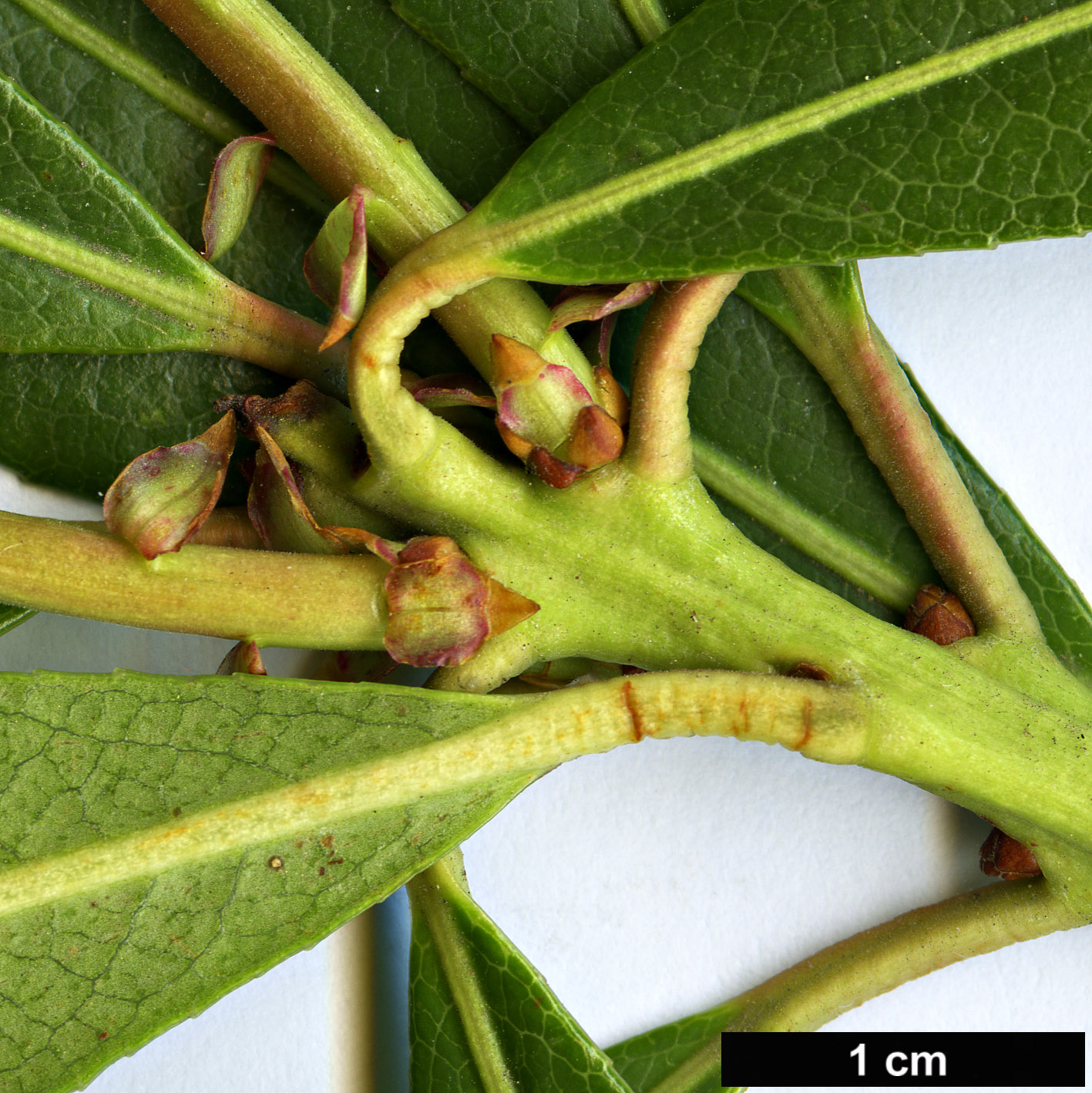 High resolution image: Family: Ericaceae - Genus: Pieris - Taxon: formosa High resolution image: Family: Ericaceae - Genus: Pieris - Taxon: formosa