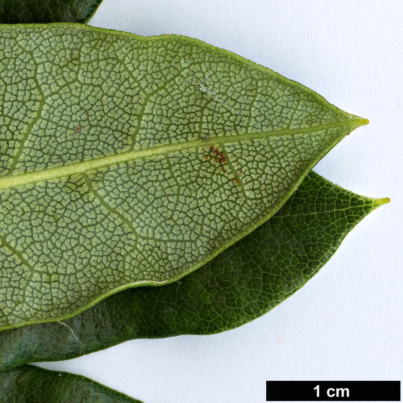 High resolution image: Family: Ericaceae - Genus: Rhododendron - Taxon: aberconwayi