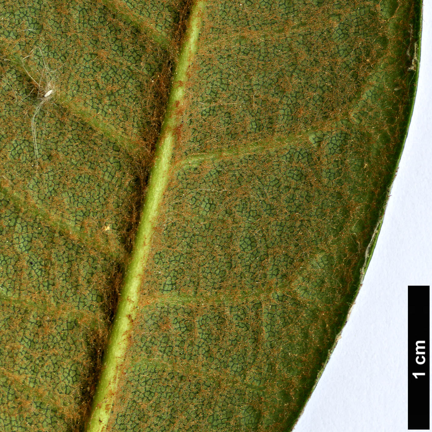 High resolution image: Family: Ericaceae - Genus: Rhododendron - Taxon: argipeplum