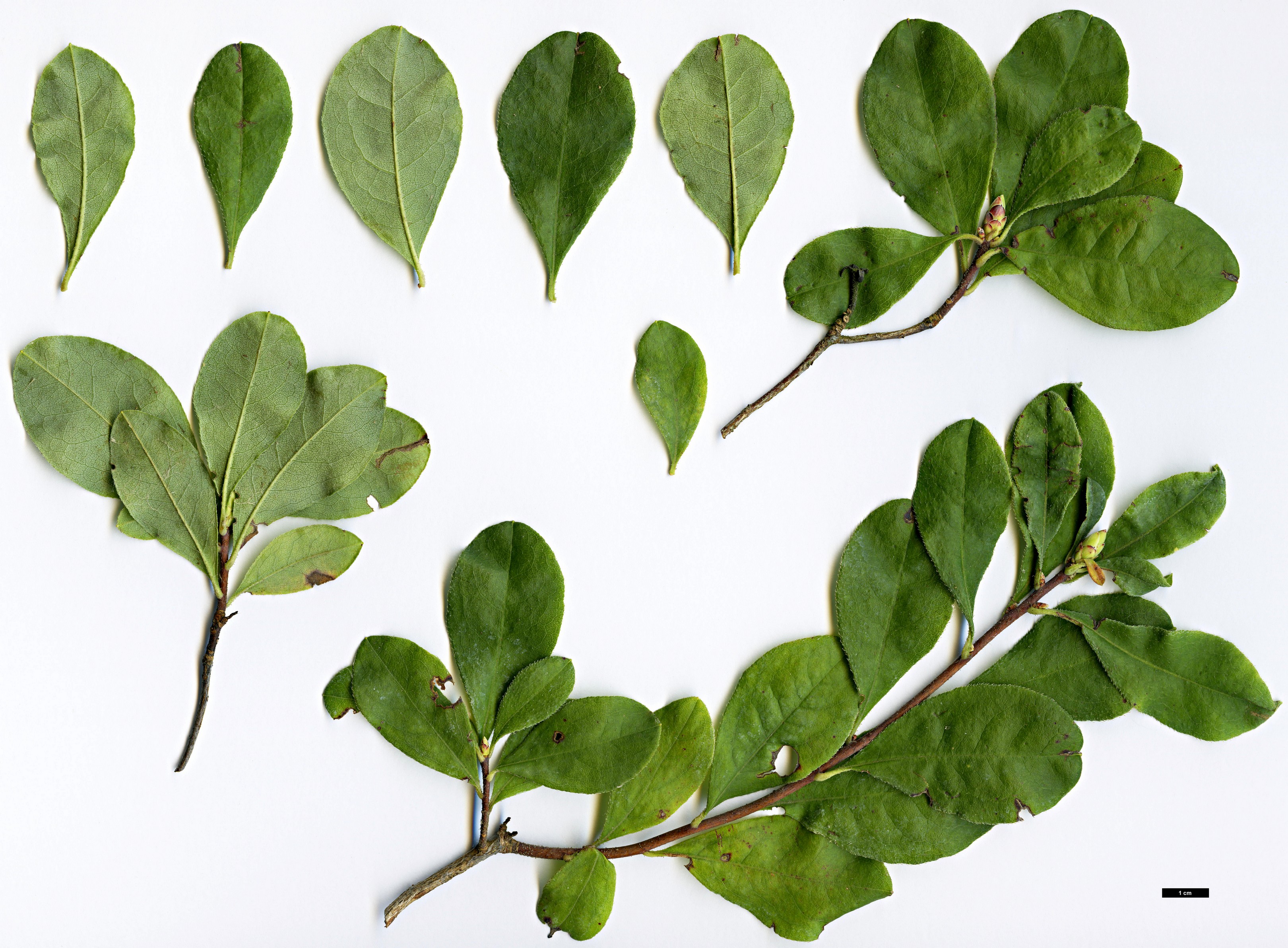 High resolution image: Family: Ericaceae - Genus: Rhododendron - Taxon: atlanticum