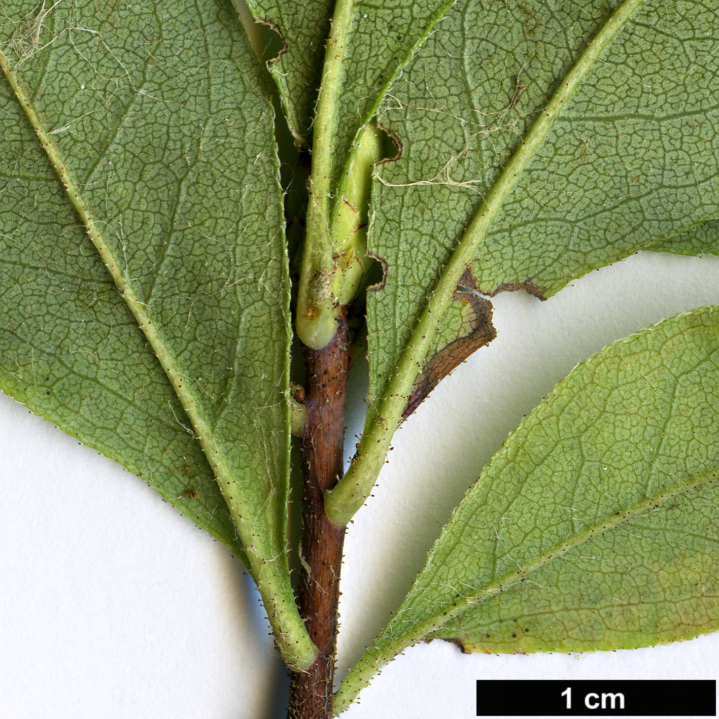 High resolution image: Family: Ericaceae - Genus: Rhododendron - Taxon: atlanticum