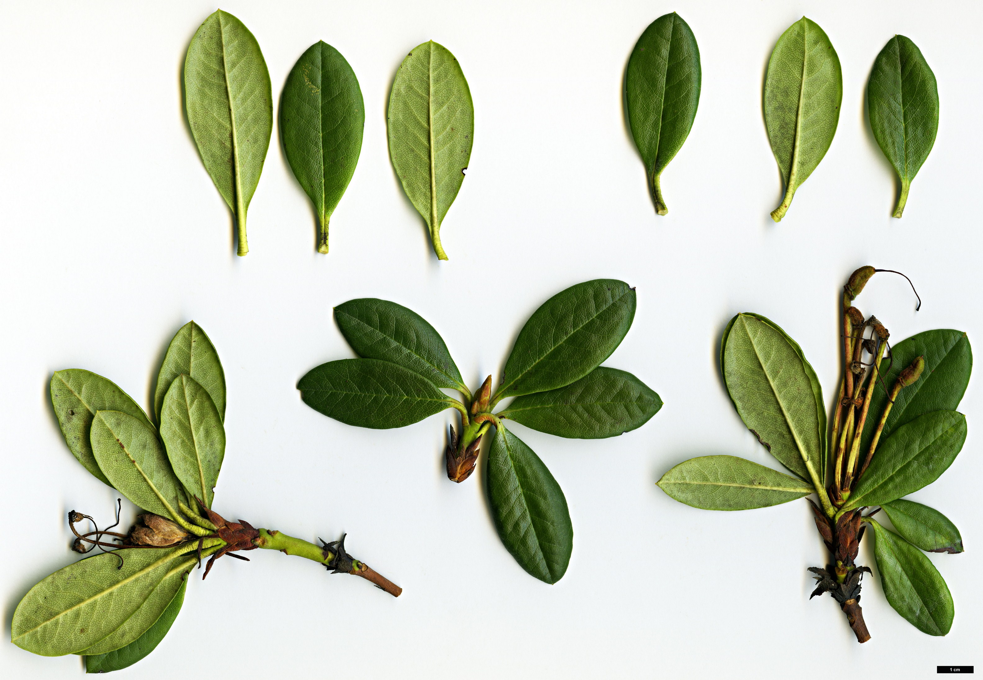 High resolution image: Family: Ericaceae - Genus: Rhododendron - Taxon: aureum