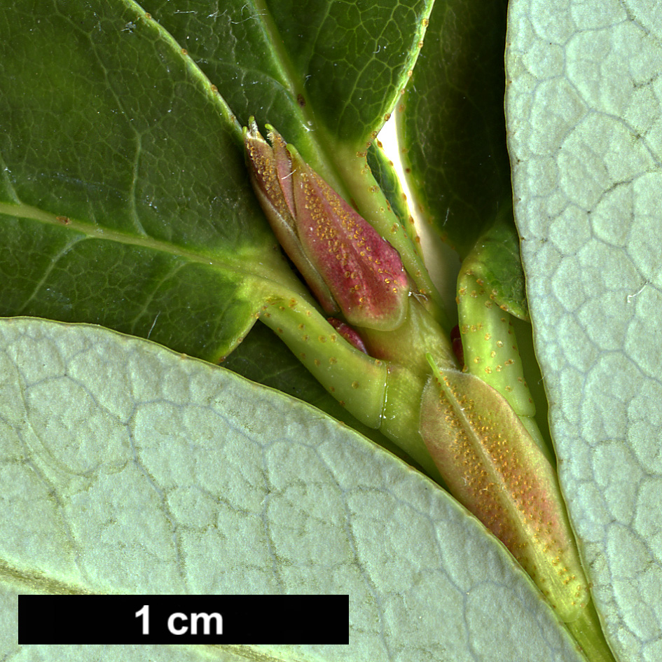 High resolution image: Family: Ericaceae - Genus: Rhododendron - Taxon: baihuaense High resolution image: Family: Ericaceae - Genus: Rhododendron - Taxon: baihuaense