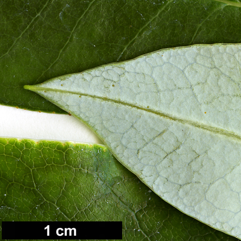 High resolution image: Family: Ericaceae - Genus: Rhododendron - Taxon: baihuaense High resolution image: Family: Ericaceae - Genus: Rhododendron - Taxon: baihuaense