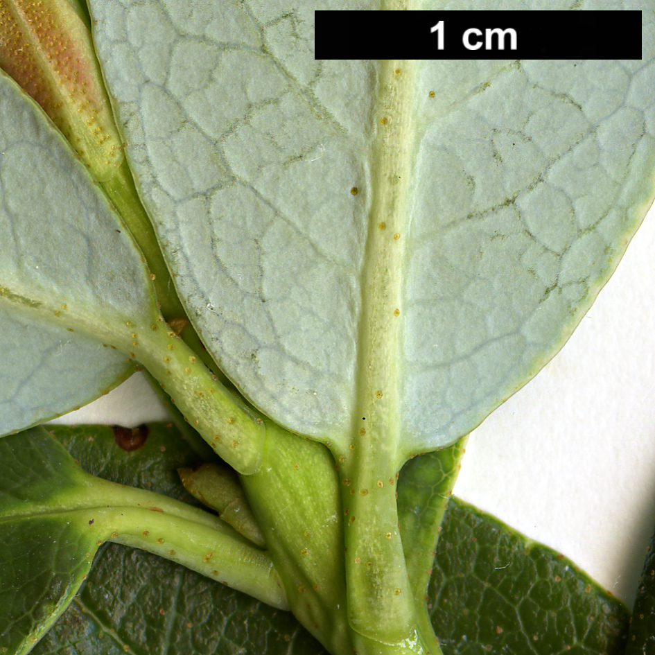 High resolution image: Family: Ericaceae - Genus: Rhododendron - Taxon: baihuaense High resolution image: Family: Ericaceae - Genus: Rhododendron - Taxon: baihuaense
