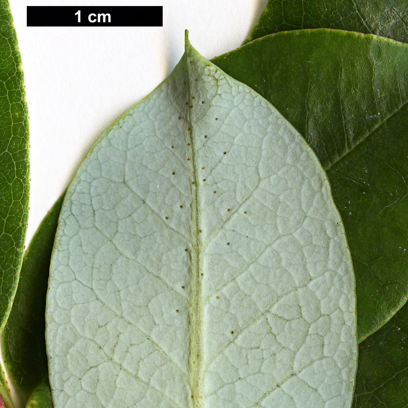 High resolution image: Family: Ericaceae - Genus: Rhododendron - Taxon: baihuaense High resolution image: Family: Ericaceae - Genus: Rhododendron - Taxon: baihuaense