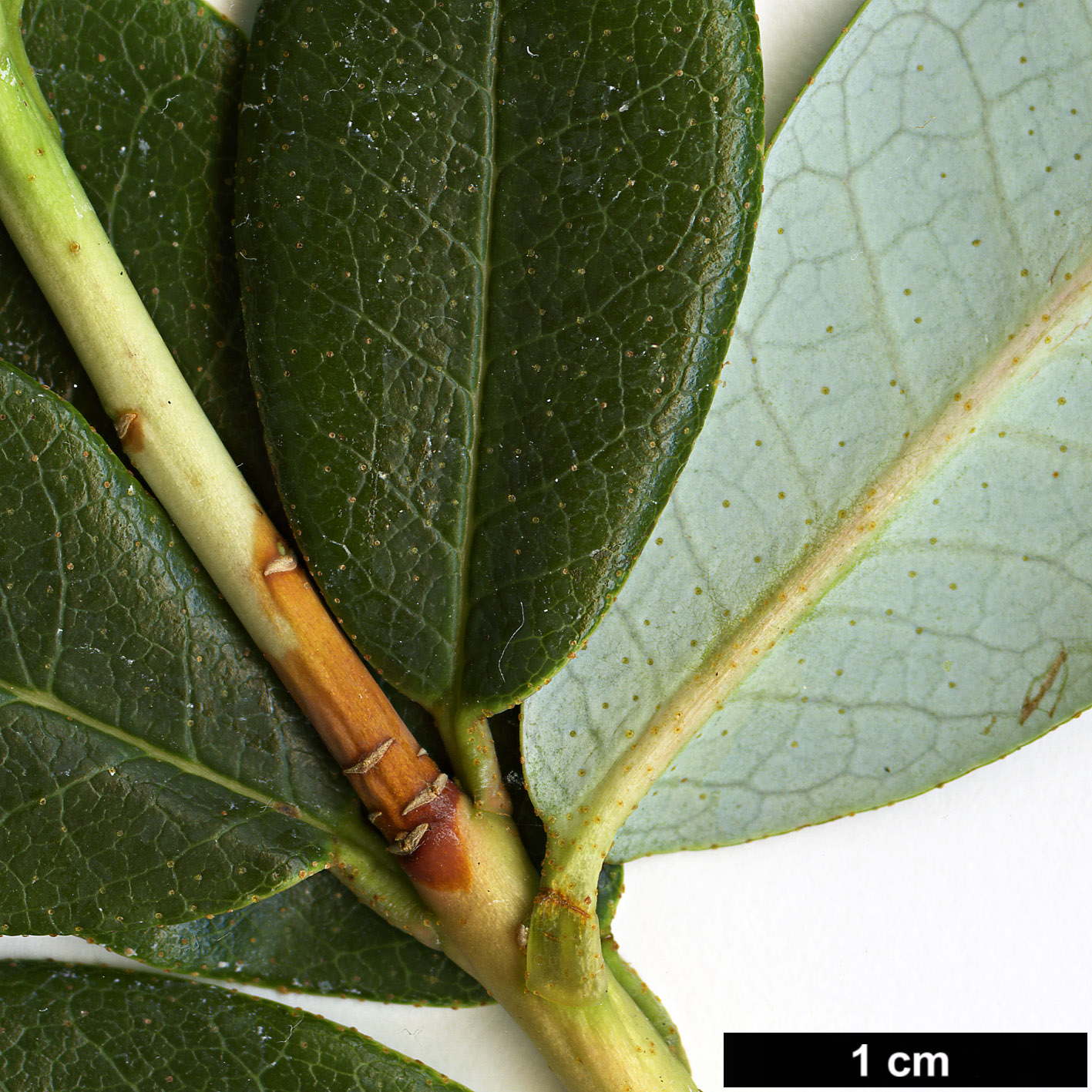 High resolution image: Family: Ericaceae - Genus: Rhododendron - Taxon: baihuaense High resolution image: Family: Ericaceae - Genus: Rhododendron - Taxon: baihuaense