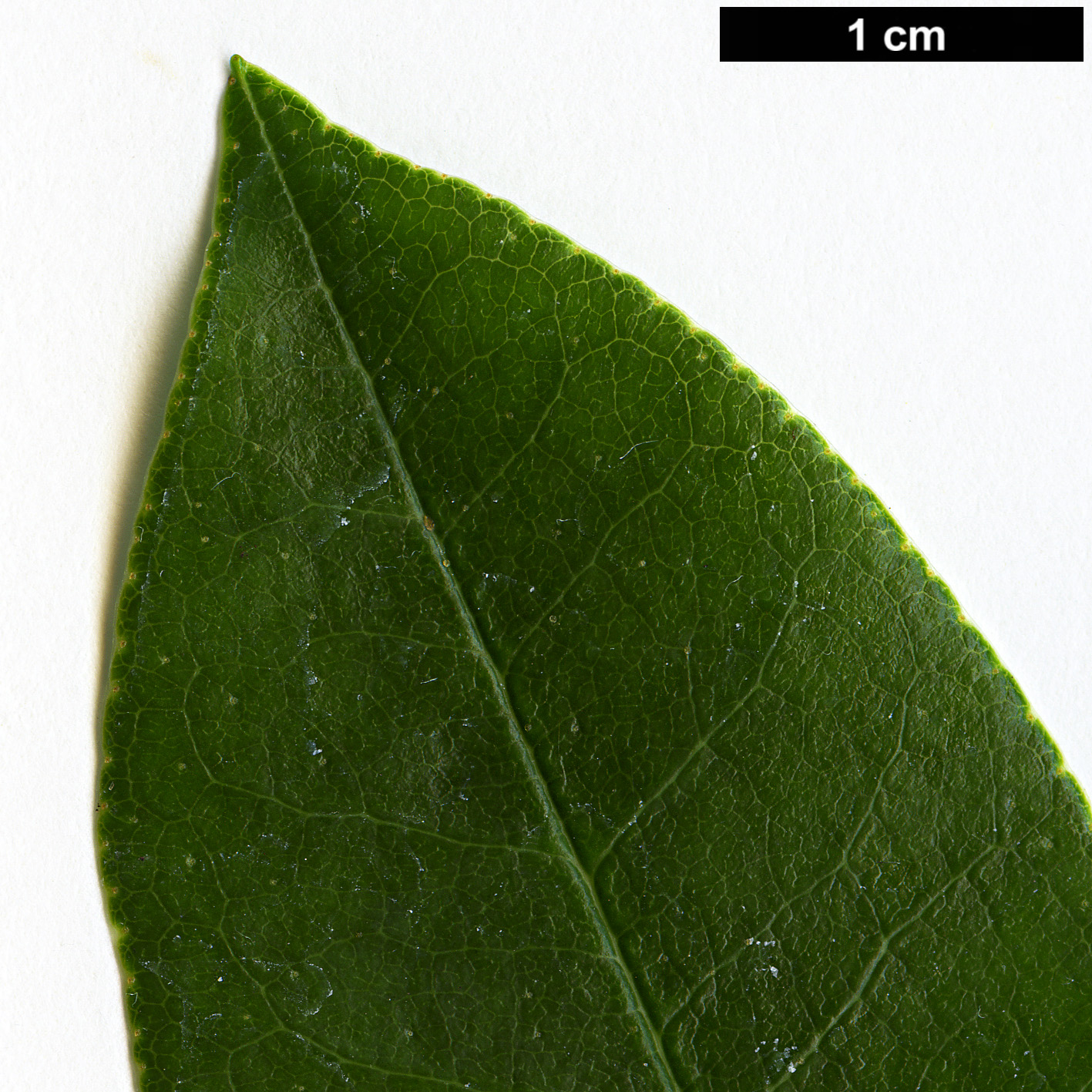 High resolution image: Family: Ericaceae - Genus: Rhododendron - Taxon: baihuaense High resolution image: Family: Ericaceae - Genus: Rhododendron - Taxon: baihuaense