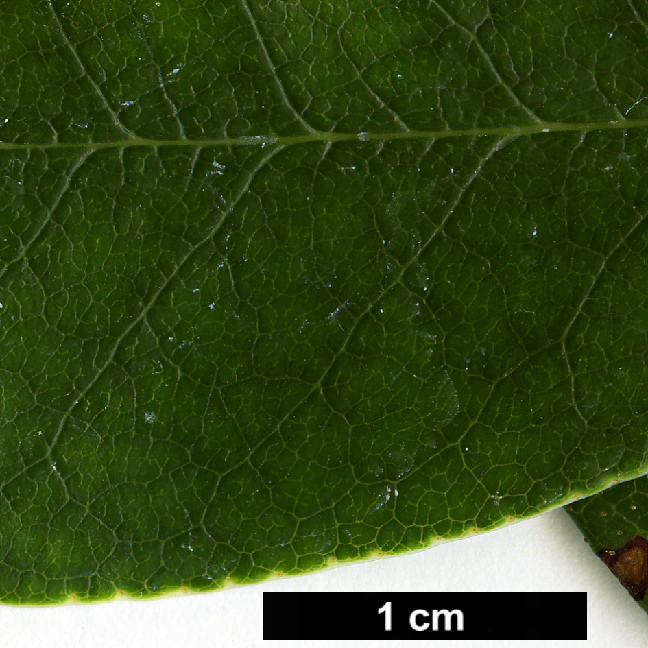 High resolution image: Family: Ericaceae - Genus: Rhododendron - Taxon: baihuaense High resolution image: Family: Ericaceae - Genus: Rhododendron - Taxon: baihuaense