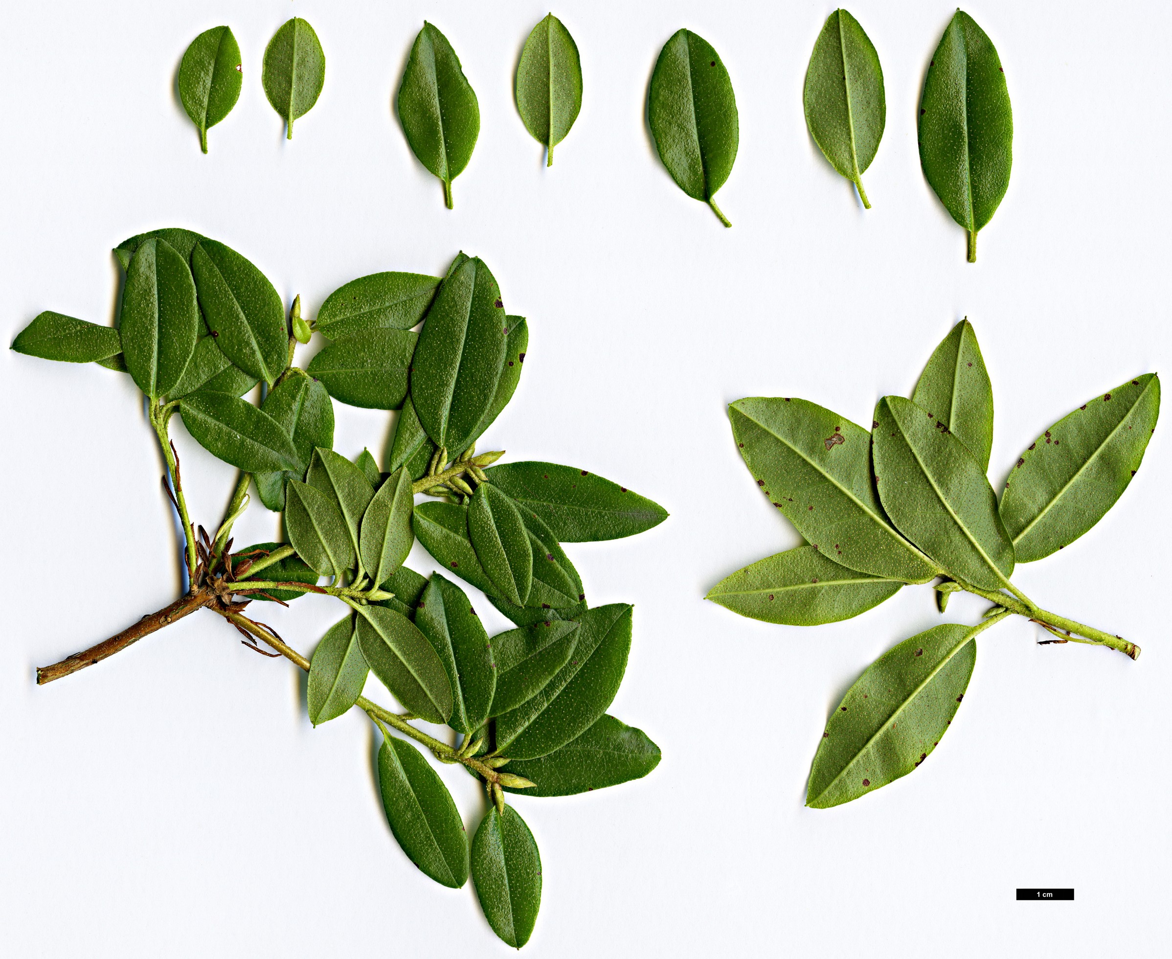 High resolution image: Family: Ericaceae - Genus: Rhododendron - Taxon: bracteatum