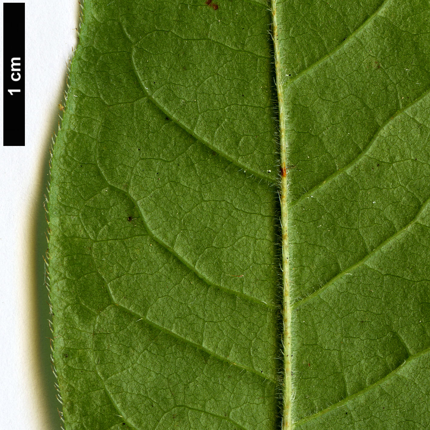 High resolution image: Family: Ericaceae - Genus: Rhododendron - Taxon: calendulaceum High resolution image: Family: Ericaceae - Genus: Rhododendron - Taxon: calendulaceum