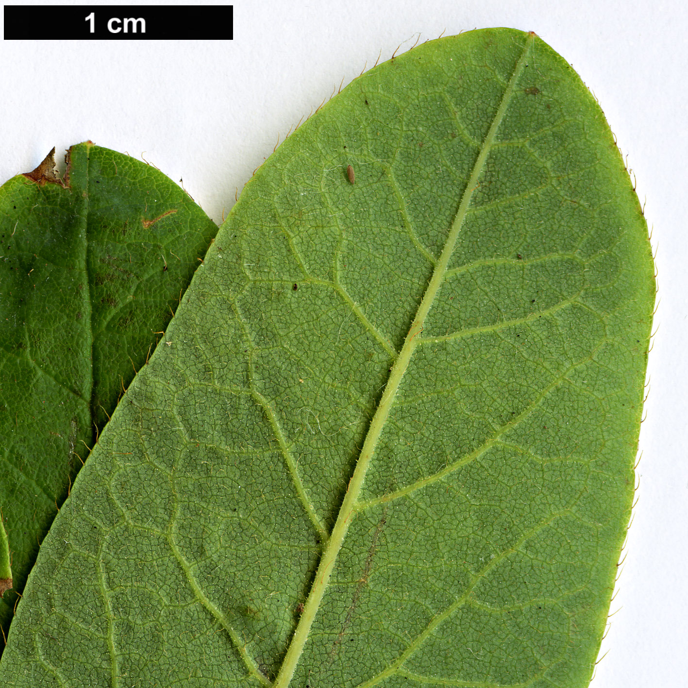 High resolution image: Family: Ericaceae - Genus: Rhododendron - Taxon: canadense High resolution image: Family: Ericaceae - Genus: Rhododendron - Taxon: canadense