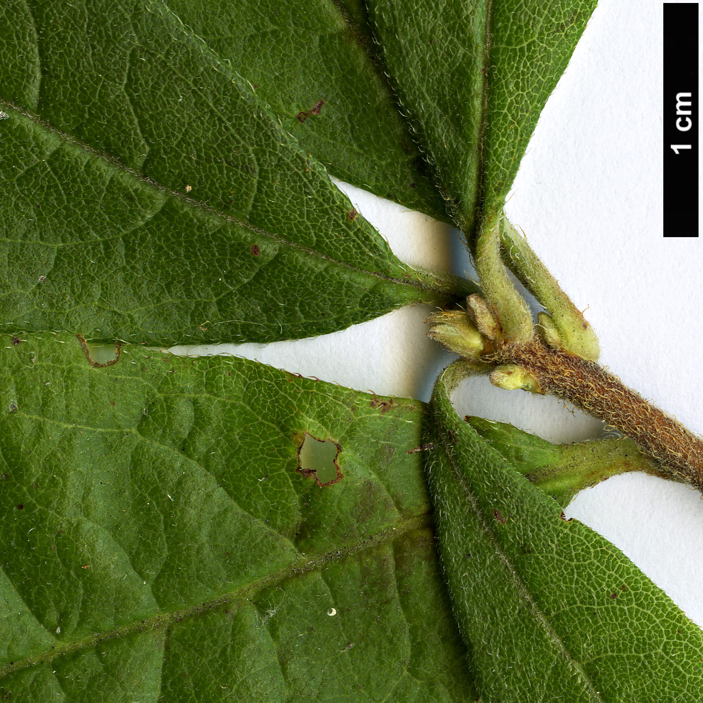 High resolution image: Family: Ericaceae - Genus: Rhododendron - Taxon: canescens