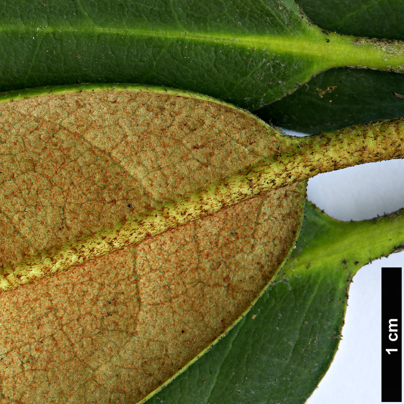 High resolution image: Family: Ericaceae - Genus: Rhododendron - Taxon: catawbiense