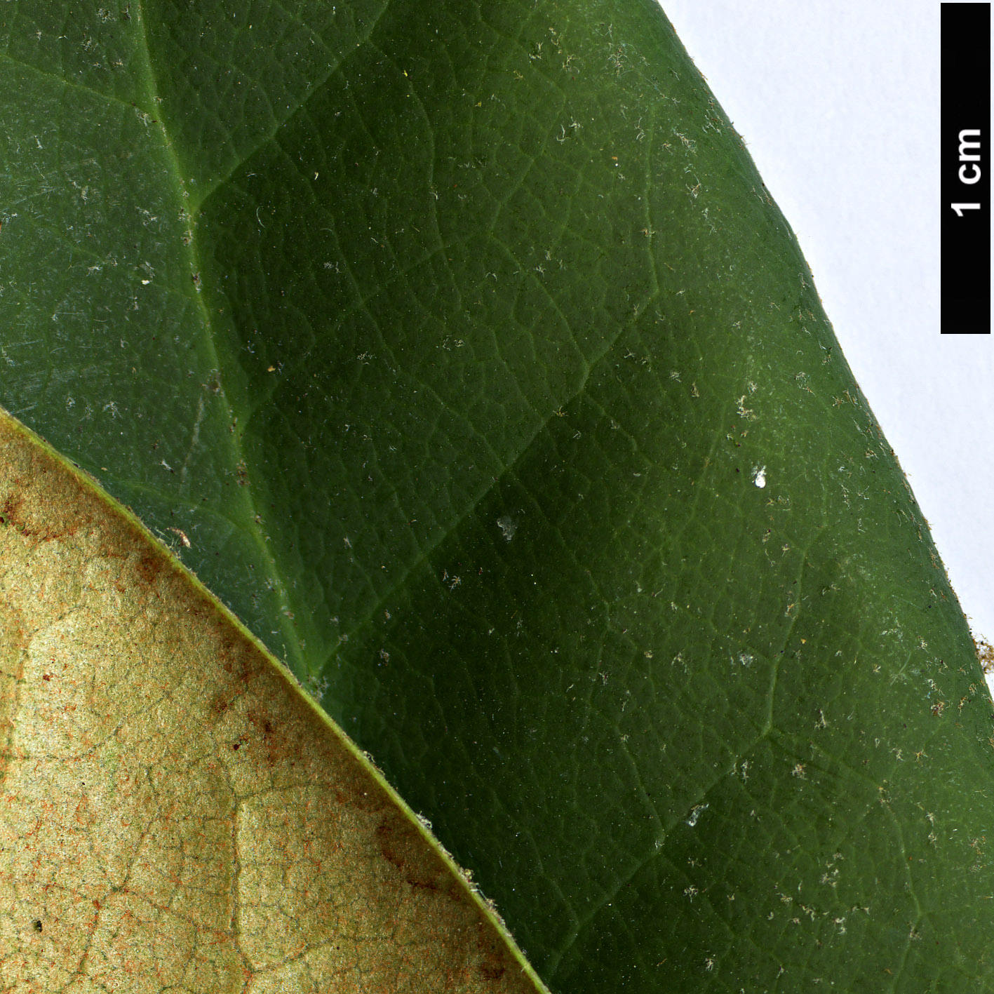 High resolution image: Family: Ericaceae - Genus: Rhododendron - Taxon: catawbiense High resolution image: Family: Ericaceae - Genus: Rhododendron - Taxon: catawbiense