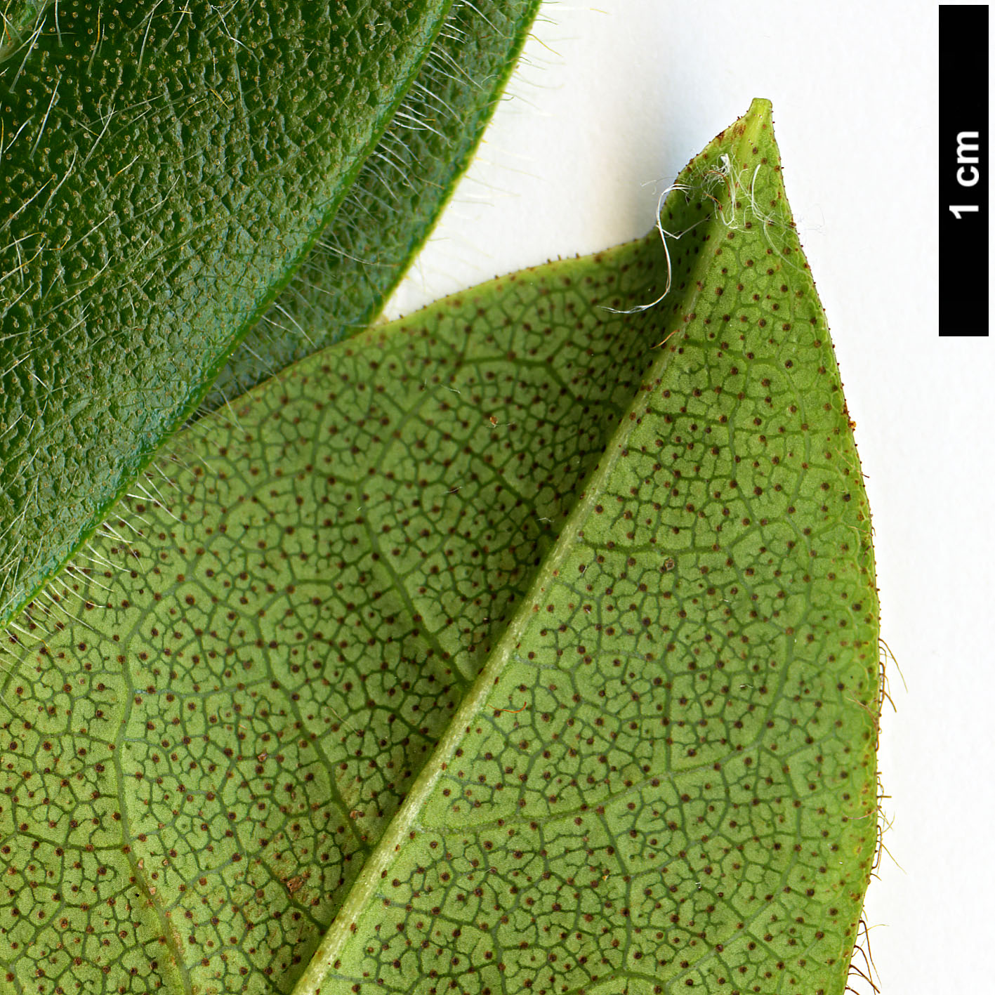 High resolution image: Family: Ericaceae - Genus: Rhododendron - Taxon: ciliatum High resolution image: Family: Ericaceae - Genus: Rhododendron - Taxon: ciliatum