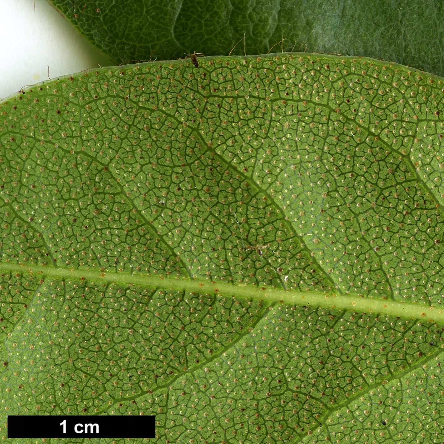 High resolution image: Family: Ericaceae - Genus: Rhododendron - Taxon: ciliicalyx High resolution image: Family: Ericaceae - Genus: Rhododendron - Taxon: ciliicalyx