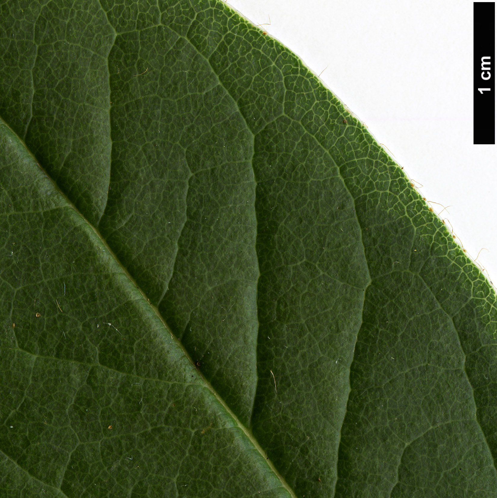 High resolution image: Family: Ericaceae - Genus: Rhododendron - Taxon: ciliicalyx High resolution image: Family: Ericaceae - Genus: Rhododendron - Taxon: ciliicalyx