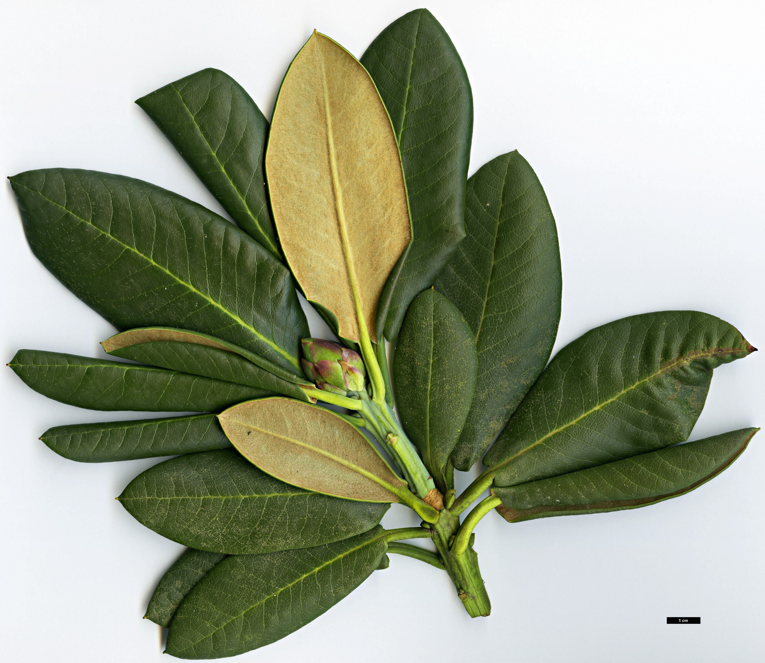 High resolution image: Family: Ericaceae - Genus: Rhododendron - Taxon: clementinae High resolution image: Family: Ericaceae - Genus: Rhododendron - Taxon: clementinae